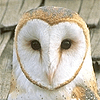 Barn Owls