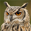 Eagle Owls