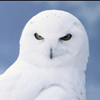 Snowy Owls